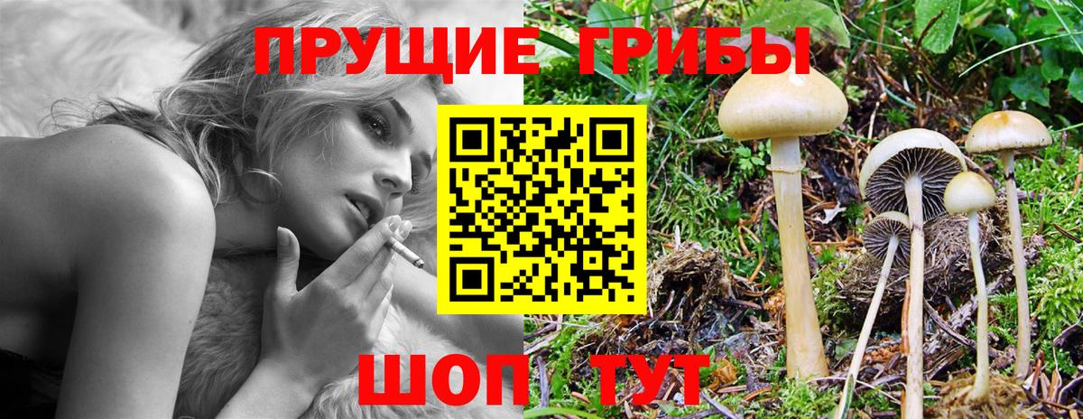 Галлюциногенные грибы Psilocybine cubensis Курган